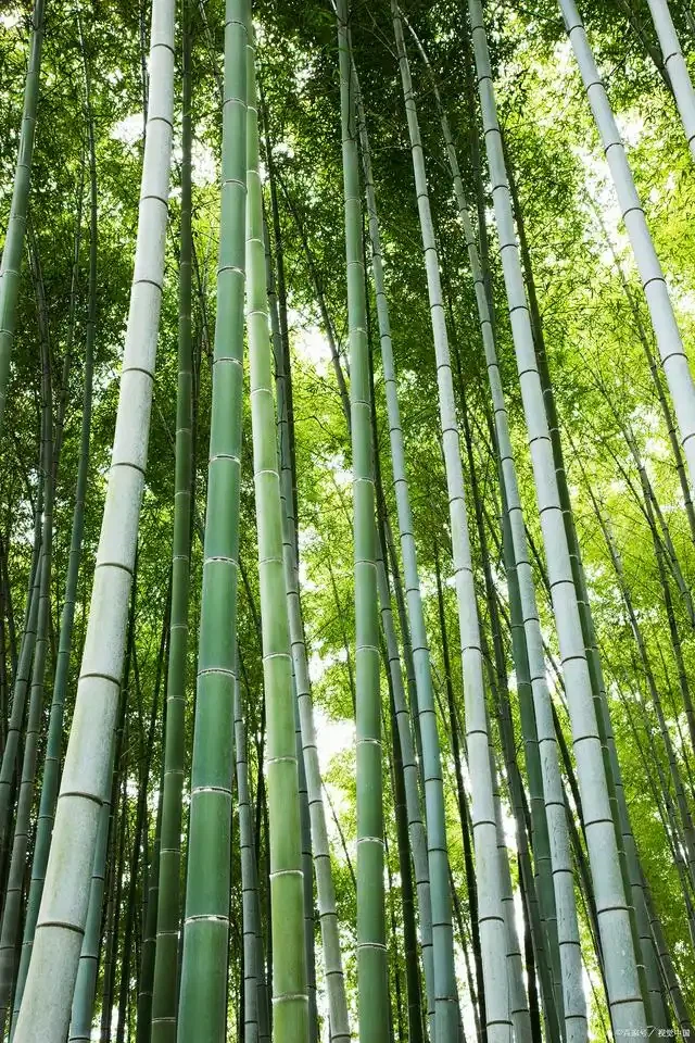 Cómo la cultura de bambú se integra con el desarrollo artístico